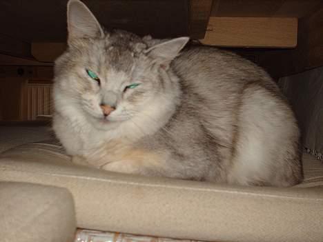 Somali †Gandalf af Grystenshus DK† - jeg er træt.. jeg vil gerne have lov til at sove.. billede 3