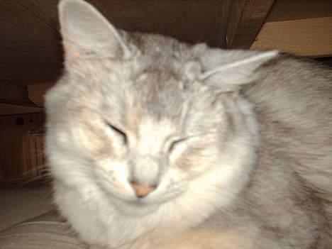 Somali †Gandalf af Grystenshus DK† - han´s dejlige hoved.. er han ikk fin?? billede 4