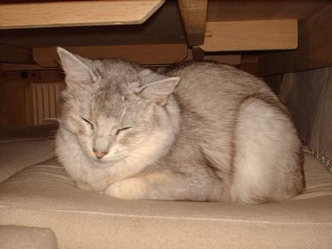 Somali †Gandalf af Grystenshus DK† - ligger lige og får en lur.. billede 5