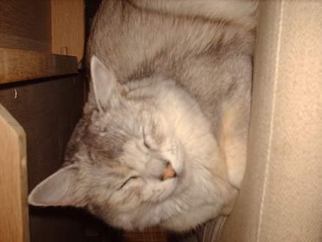 Somali †Gandalf af Grystenshus DK† - hov, elina glemte at vende kameratet rigtig.. thi thi billede 6