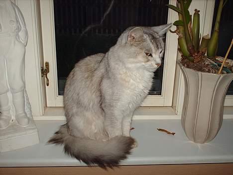 Somali †Gandalf af Grystenshus DK† - holder lige øje med de andre to.. billede 7