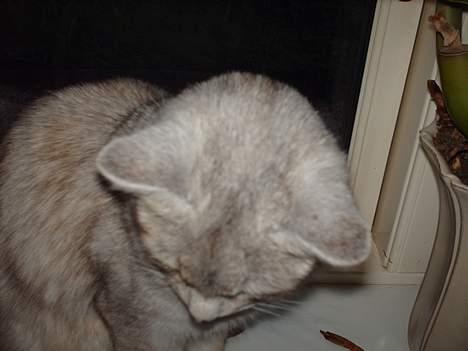 Somali †Gandalf af Grystenshus DK† - hold da op, der er jo mad der nede.. billede 8