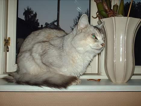 Somali †Gandalf af Grystenshus DK† - jeg kigger lige hva min ny ejer laver ved computeren.. billede 9