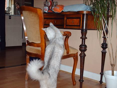 Somali †Gandalf af Grystenshus DK† - han er så sød billede 10