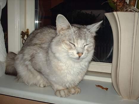 Somali †Gandalf af Grystenshus DK† - nu er jeg godt bleven træt igen.. billede 11