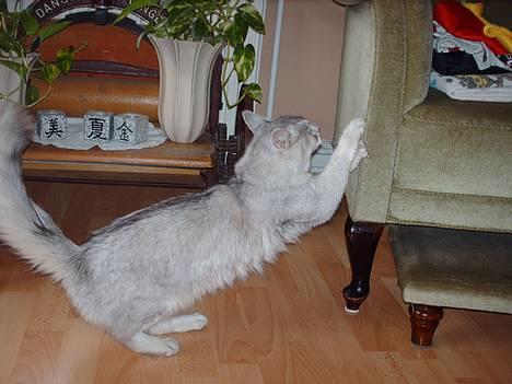 Somali †Gandalf af Grystenshus DK† - hov hov gandalf;) hehe billede 12