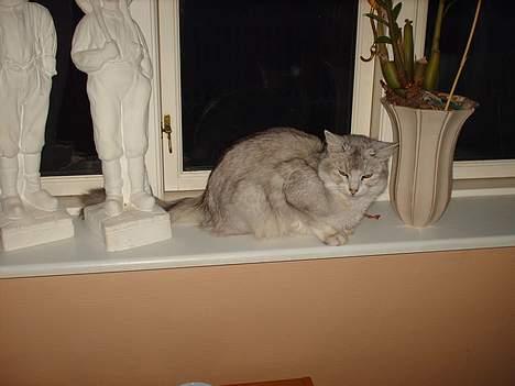 Somali †Gandalf af Grystenshus DK† - tager du nu billeder igen?? hehe.. billede 13