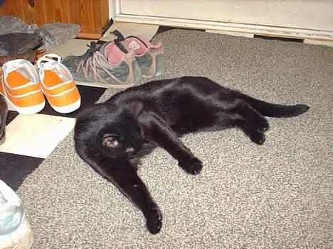 Blanding af racer † Lille mis † - har lige holdt øje med den nye flotte kat. billede 17