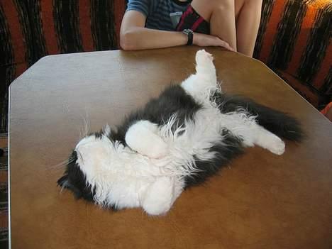 Perser Lady - ZzZzZzZzZzZzZzZ Man blir træt efter at havde leget så meget. billede 6