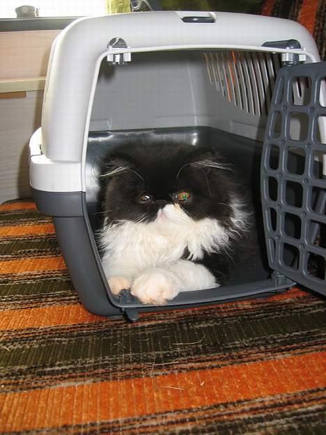 Perser Lady - Mig i min transport kasse. billede 7