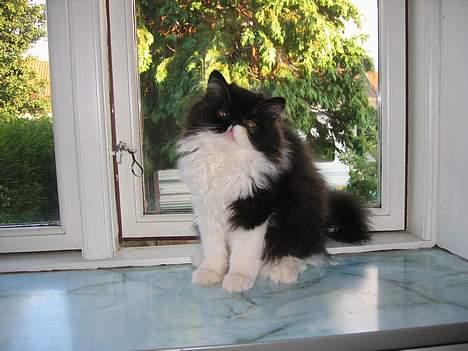 Perser Lady - Er jeg ikke bare cute? billede 8