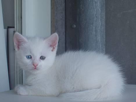 Huskat Uldtotten (Azizam) - 14. juli 2006: Her er et billede af mig, som blev taget på min opdrætter´s (Johanna´s) 30 års fødselsdag. billede 1