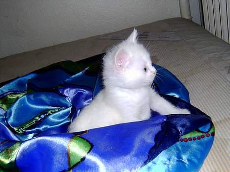 Huskat Uldtotten (Azizam) - Her leger jeg Tittebøe med mor (Perle). billede 3