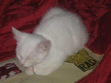 Huskat Uldtotten (Azizam) - Her ligger jeg og sover på mor´s jakke, den er dejlig blød og varm. billede 4