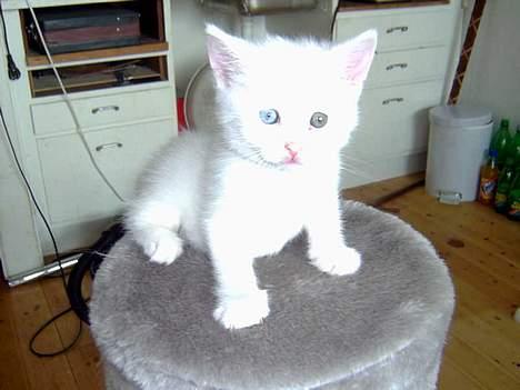 Huskat Uldtotten (Azizam) - droningen af krattetræet. billede 5