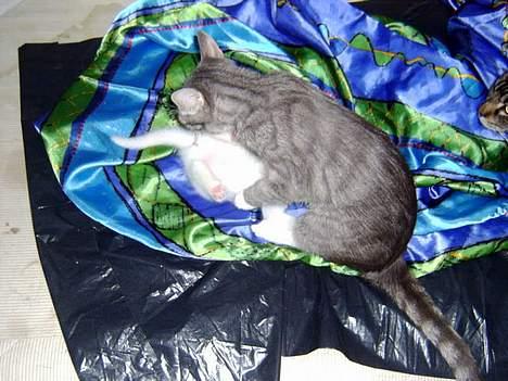 Huskat Uldtotten (Azizam) - Her bliver jeg slikket i R... af Perlemor og det kan jeg ikke li. billede 6