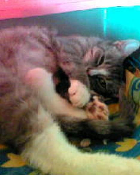 Huskat Uldtotten (Azizam) - Her er jeg et par timer gammel og få noget mælk hos mor, mums det smager godt. billede 7