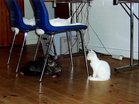 Huskat Uldtotten (Azizam) - Her er jeg med far der ligger på stol nr. 2 og et par af mine legekammerater. billede 8