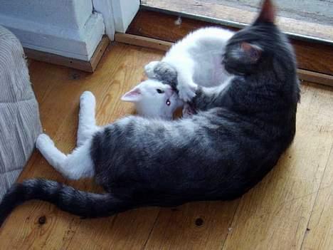 Huskat Uldtotten (Azizam) - Her ligger jeg og bider mor i poten fordi vi leger. billede 9