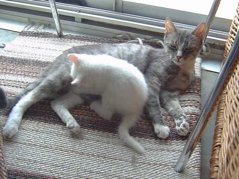 Huskat Uldtotten (Azizam) - mæææælk. billede 10