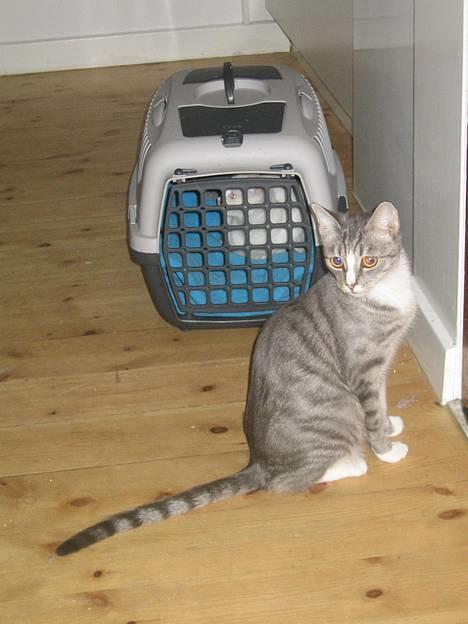 Huskat Uldtotten (Azizam) - Her siger jeg farvel til min mor, da jeg skal flytte... *Snøft* billede 11