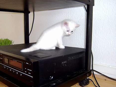 Huskat Uldtotten (Azizam) - dronningen af videoen. billede 12