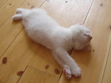 Huskat Uldtotten (Azizam) - ligger og sover. billede 13