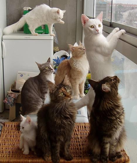 Huskat Uldtotten (Azizam) - Her er hele familien samlet, for at kigge ud af vinduet. billede 15