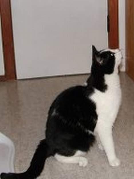 Blanding af racer Bamse billede 4