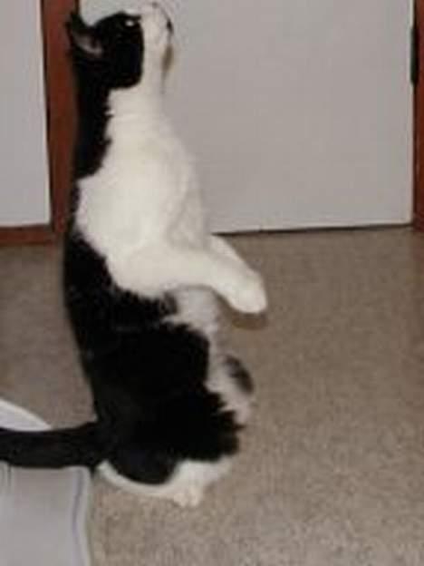 Blanding af racer Bamse billede 5