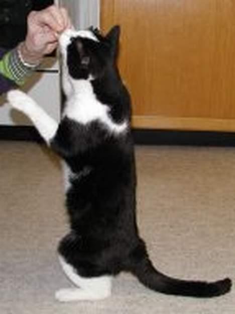 Blanding af racer Bamse - du er sq fin  billede 6