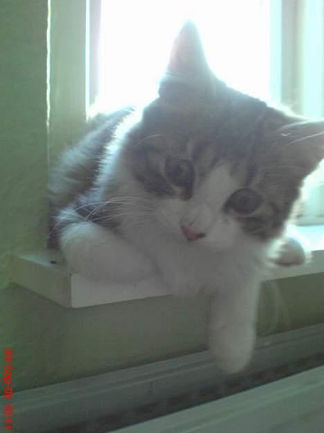 Blanding af racer Sofus - Sofus ligger lige i vindueskarmen og charmer... billede 1