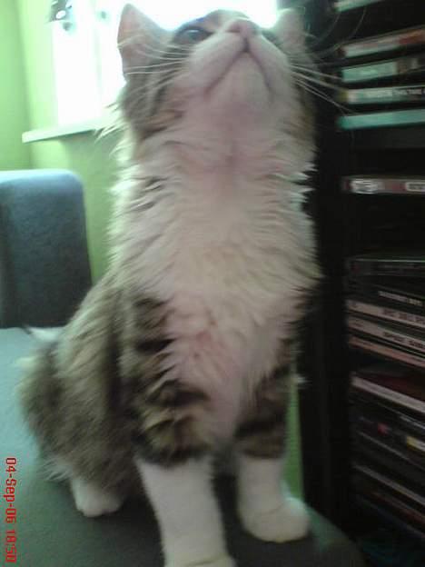 Blanding af racer Sofus - Han sad ellers så fint og så ind i kameraet, men ville altså hellere blære sig med sin flotte brystkasse... billede 2