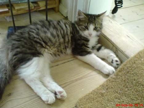 Blanding af racer Sofus - ahh...tar´ mig lige en slapper billede 3