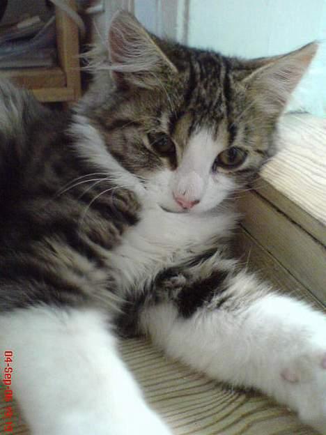 Blanding af racer Sofus - Er jeg ikke dejlig... billede 4