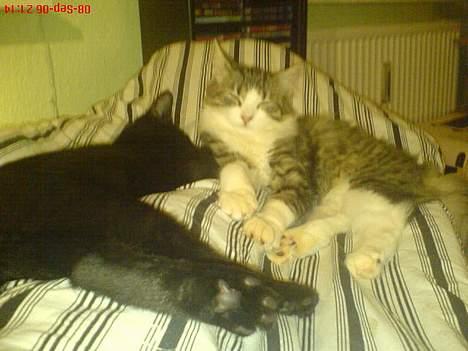 Blanding af racer Sofus - Sofus og hans "bror" Felix ligger lige og nyder livet... billede 5