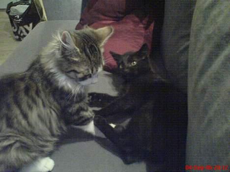 Blanding af racer Sofus - uh... nu springer jeg snart på dig... billede 6