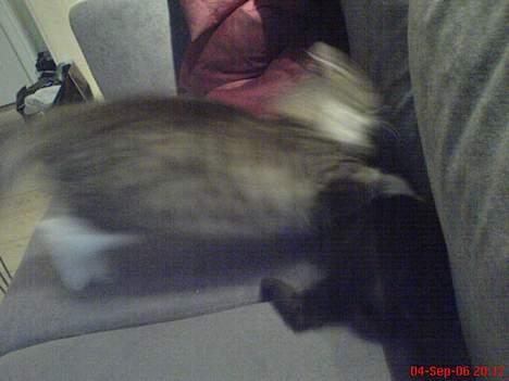 Blanding af racer Sofus - haps... du skal i hvert fald ikke ligge der og dase den af... billede 7