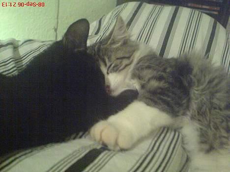 Blanding af racer Sofus - Mmmm... det er nu dejligt at have en at putte med. billede 8