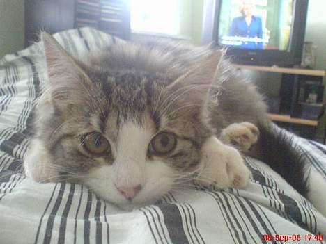 Blanding af racer Sofus - Kom nu, skal vi ikke nok lege lidt, jeg keeeder mig... billede 9