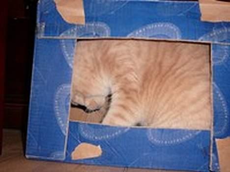 British Shorthair urban - ahhh den kasse er alt for lille men jeg vil ............ billede 8