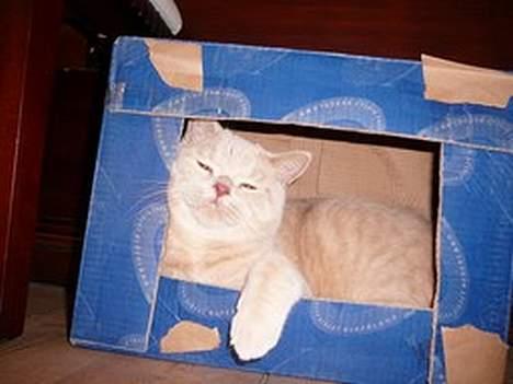 British Shorthair urban - Så se selv, jeg kan sagten være der !! billede 9