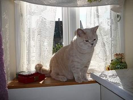 British Shorthair urban - jeg syntes selv jeg er en flot fyr billede 10