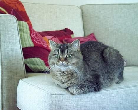 British Shorthair gigi billede 6