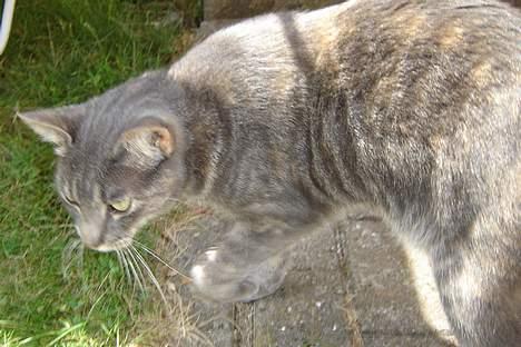 Huskat Venus (død d. 21/3-07) billede 11