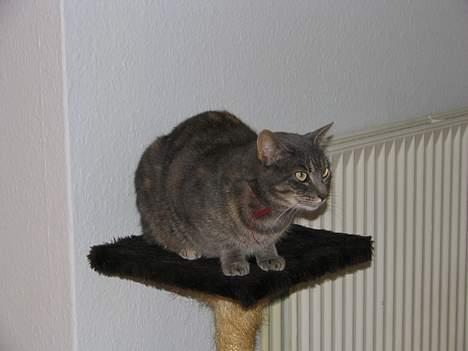 Huskat Venus (død d. 21/3-07) billede 13