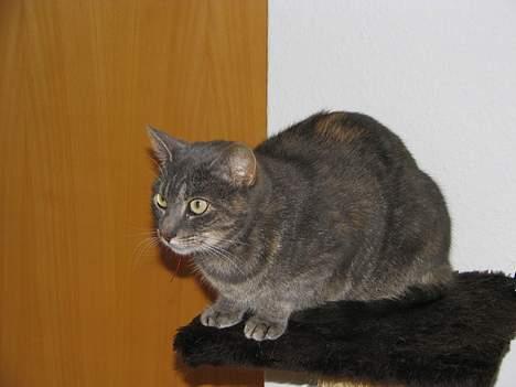 Huskat Venus (død d. 21/3-07) billede 14