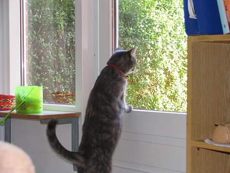 Huskat Venus (død d. 21/3-07) billede 15