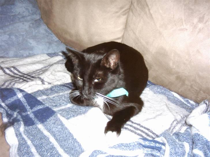 Huskat Osiris billede 14