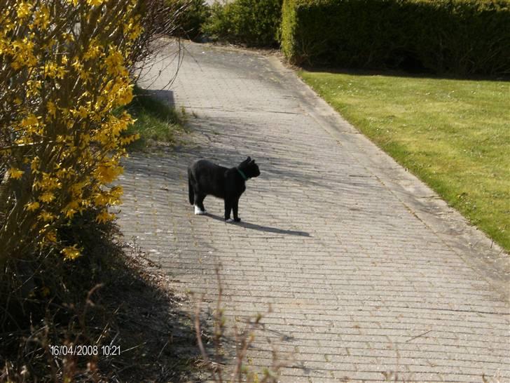 Huskat Osiris billede 15